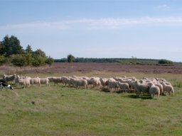 IMGP3182-Lammeflokken samlet